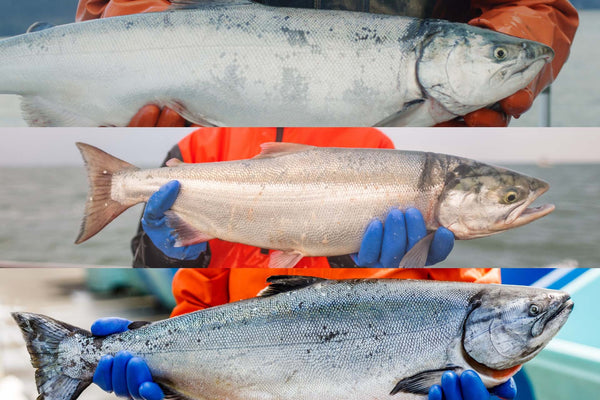 Three different salmon types held by gloved hands: coho, sockeye, and king salmon, shown horizontally stacked.