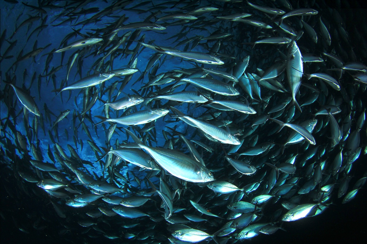School of silvery fish swirling together underwater against a deep blue ocean background