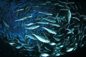 School of silvery fish swirling together underwater against a deep blue ocean background