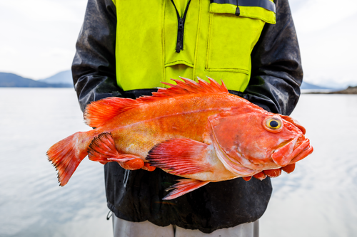 Person in yellow jacket holding a bright orange Alaskan rockfish by the water
