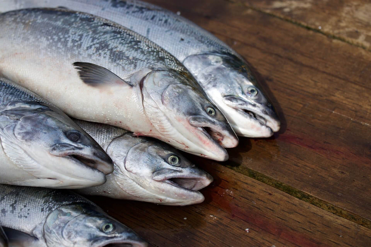 Four whole salmon fish lying side by side on a wooden surface
