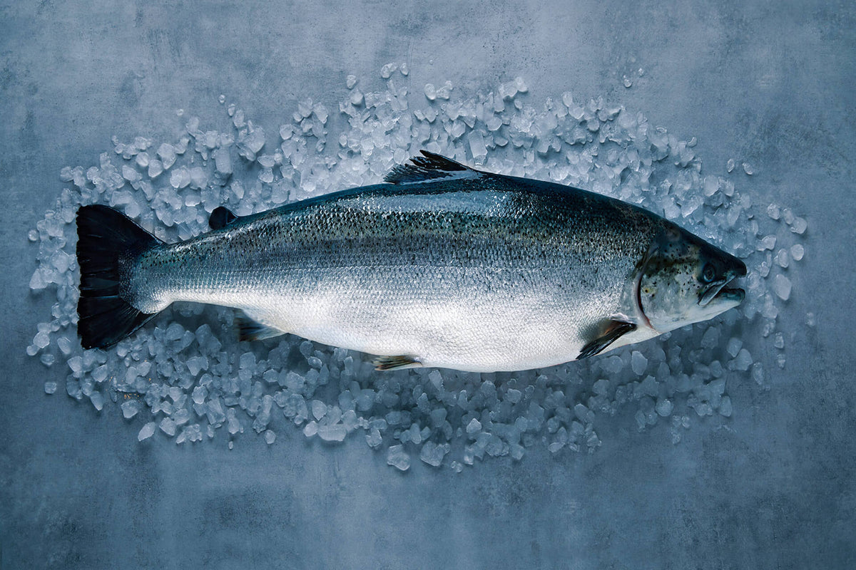 Whole raw salmon laid on crushed ice, head facing right