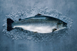 Whole raw salmon laid on crushed ice, head facing right