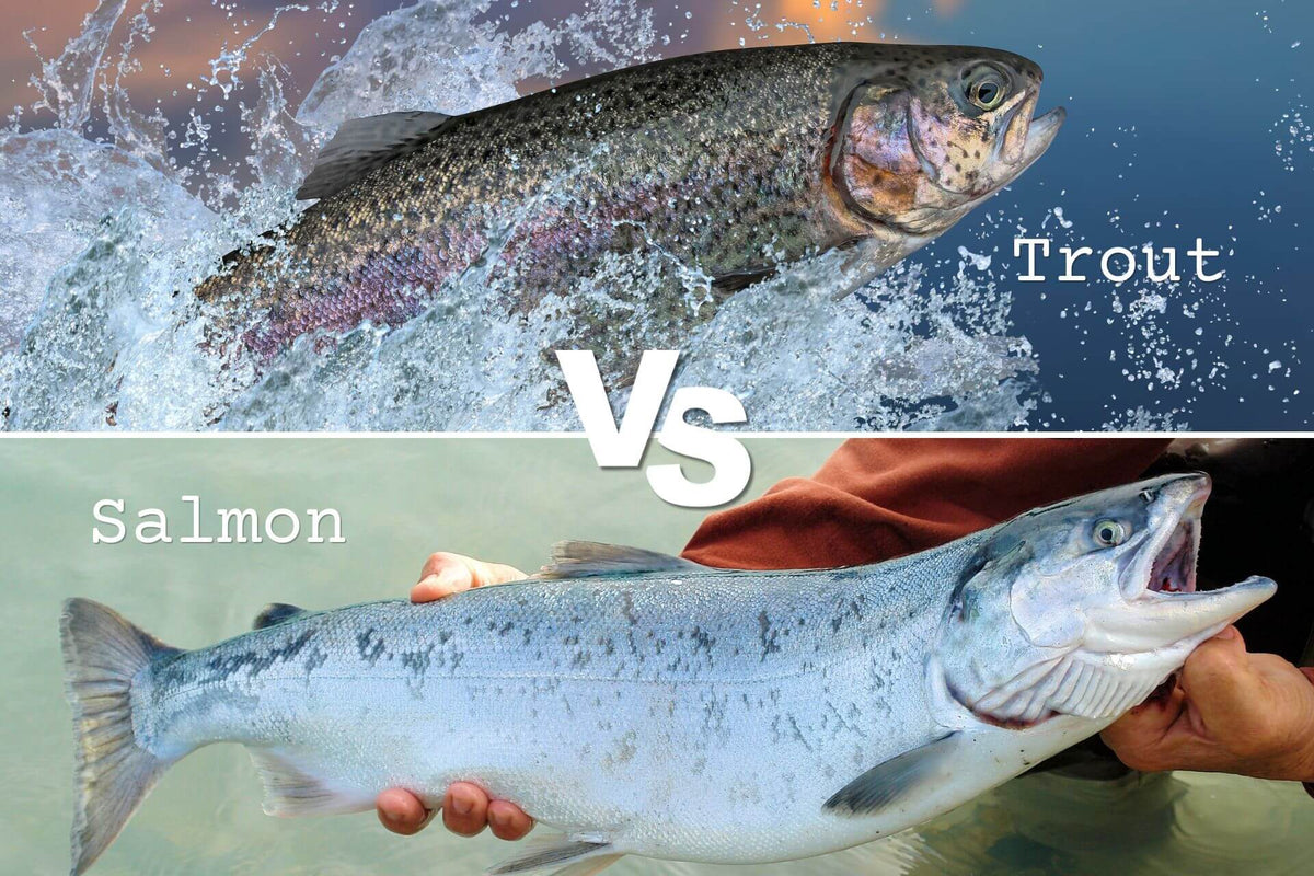 Comparison graphic showing a trout leaping at top labeled Trout, a held salmon below labeled Salmon, and large VS text