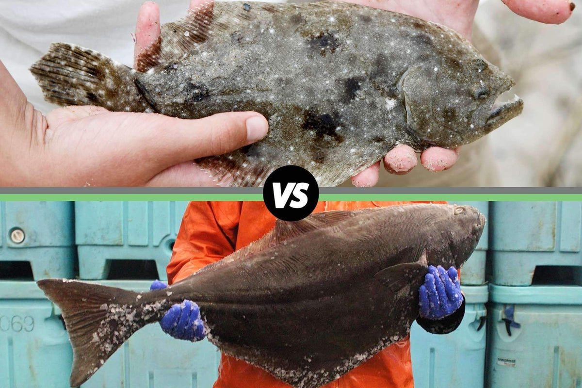 Small flounder in bare hands (top); large halibut held by person in orange coat with blue gloves (bottom). VS 069
