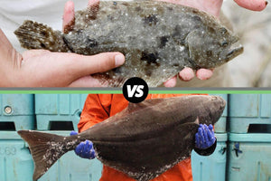 Small flounder in bare hands (top); large halibut held by person in orange coat with blue gloves (bottom). VS 069