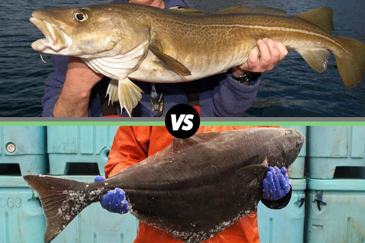 Comparison of a cod fish held by a person above and a halibut fish held by a person below with a 'VS' symbol between them
