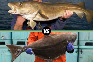 Comparison of a cod fish held by a person above and a halibut fish held by a person below with a 'VS' symbol between them