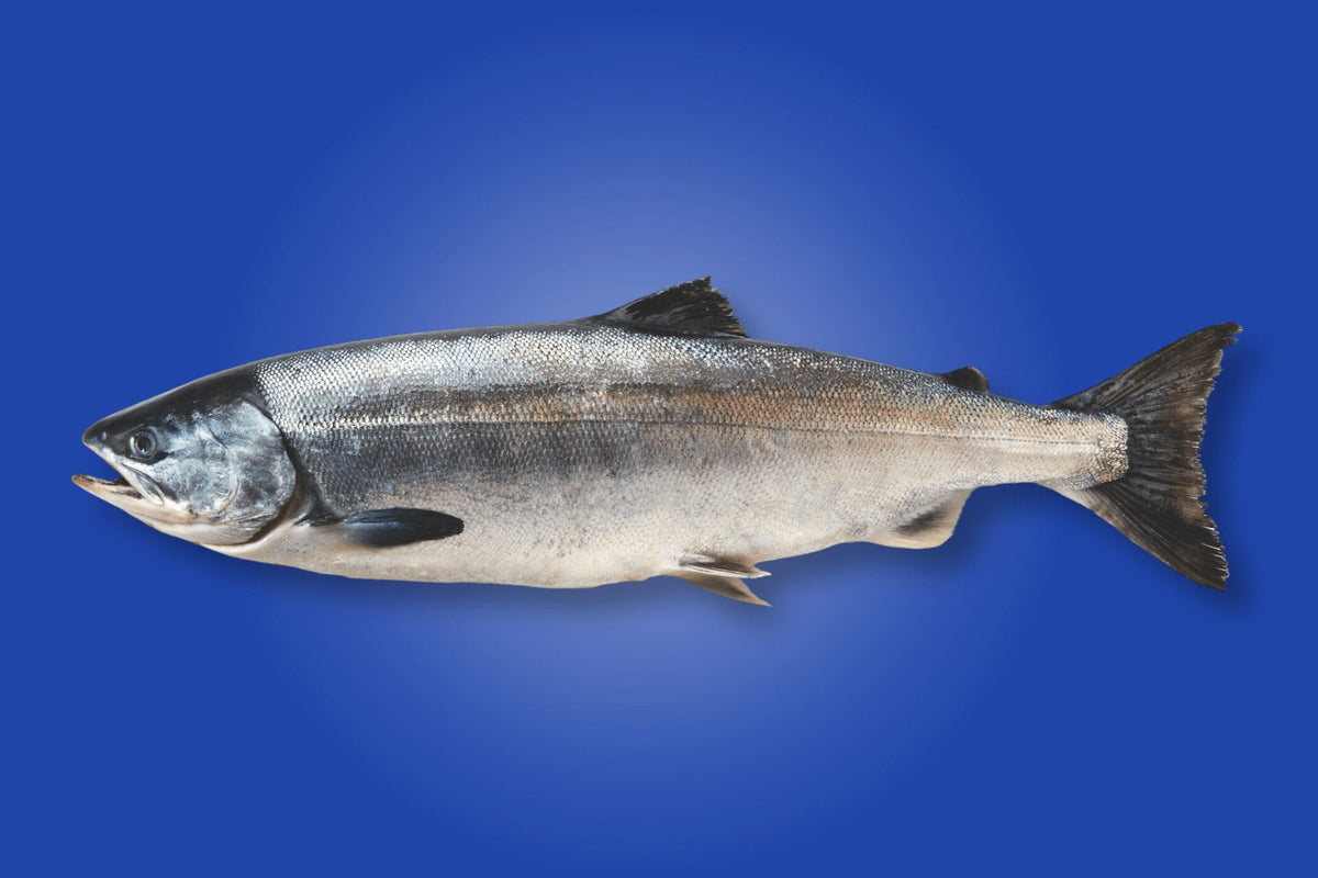Side view of whole Alaskan keta salmon showing silvery skin and intact head and tail on blue background
