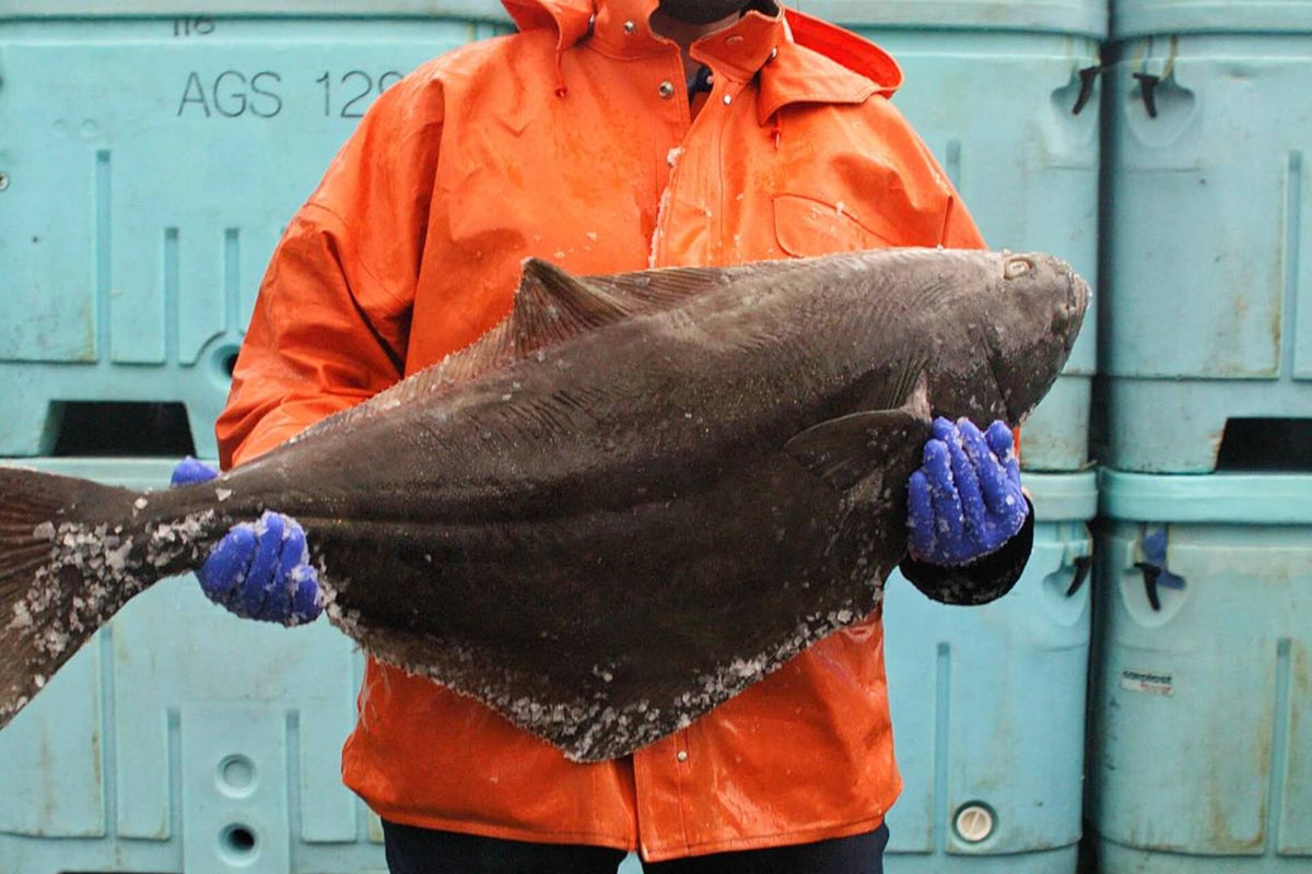 Fisherman in an orange raincoat and blue gloves holding a large halibut on a dock with stacked blue fish bins