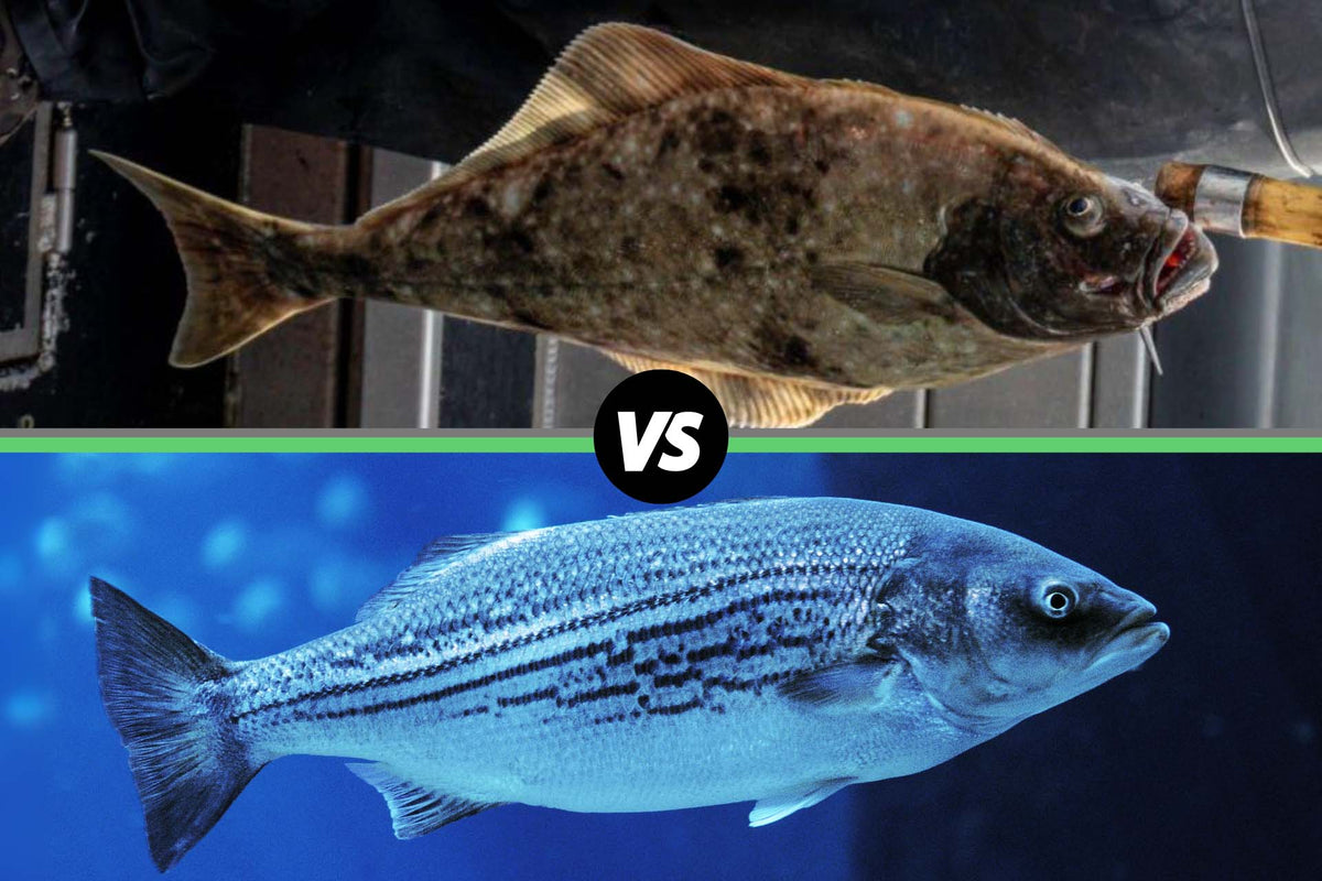 Top: mottled brown halibut; Bottom: striped sea bass in blue water; black circle between them reading 'VS'.