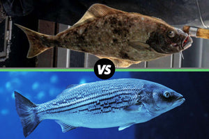 Top: mottled brown halibut; Bottom: striped sea bass in blue water; black circle between them reading 'VS'.