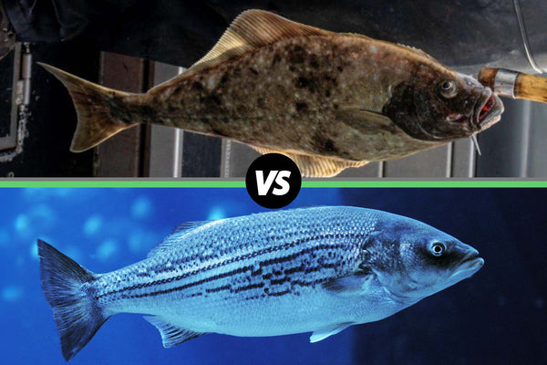 Top: mottled brown halibut; Bottom: striped sea bass in blue water; black circle between them reading 'VS'.