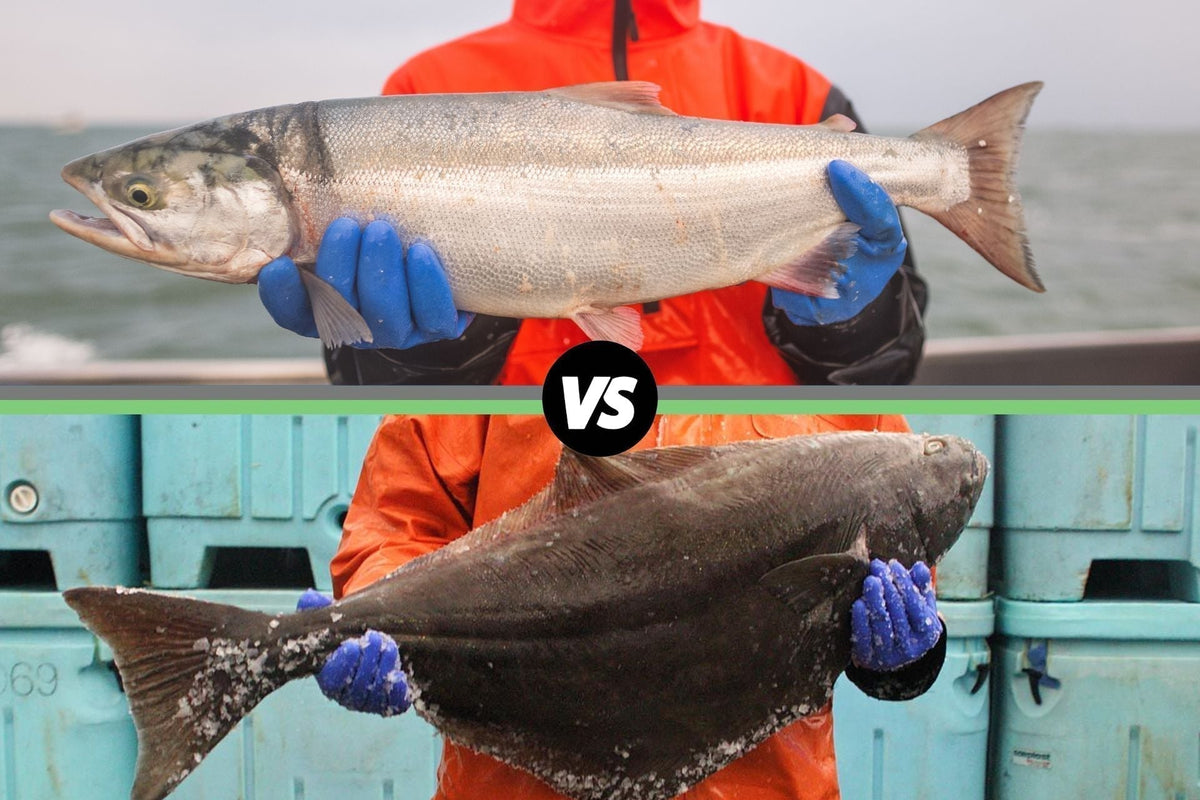 Fishermen hold a large silver salmon (top) and a dark halibut (bottom) with a centered 'VS' circle graphic