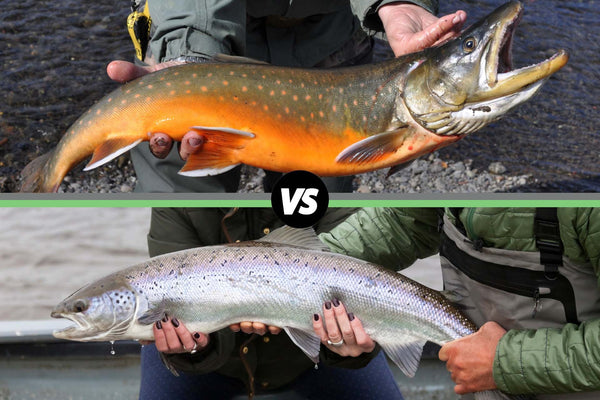 Top: orange-spotted arctic char; bottom: silvery salmon; divided by circular VS graphic