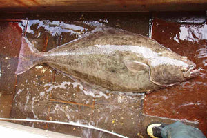 Top-down of Atlantic halibut showcasing its flattened diamond-shaped body and both eyes on one side, on a wet boat deck