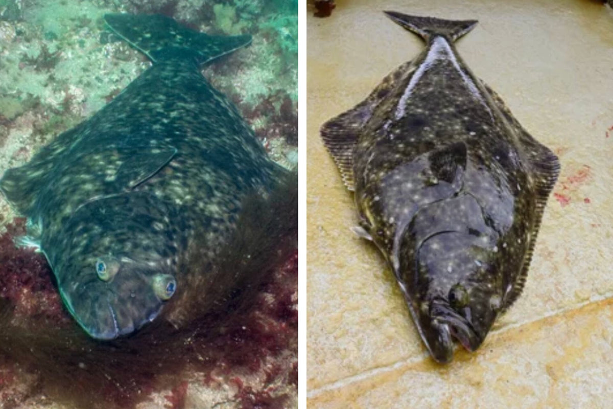 Side by side top views of Atlantic halibut left and Pacific halibut right showing different body shapes and eye placement