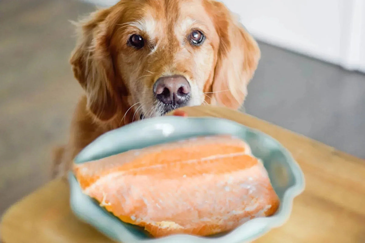 Golden retriever sniffing a raw salmon fillet on a serving dish in a kitchen