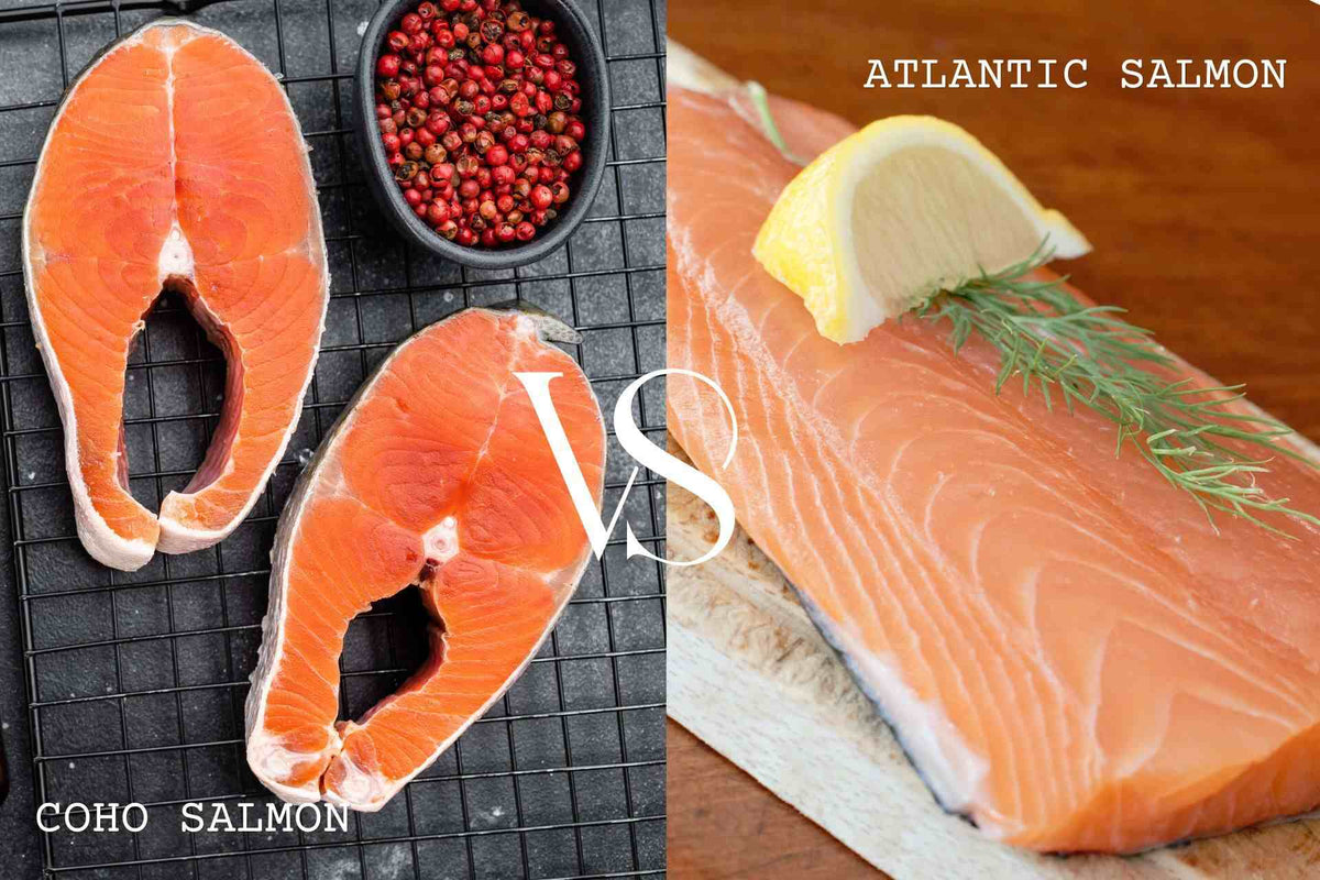 coho salmon vs atlantic salmon