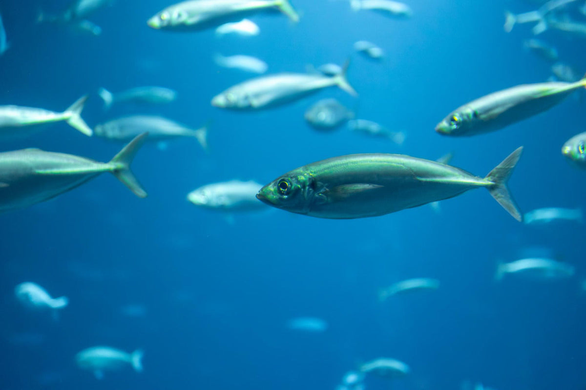 fish in blue depth underwater motion